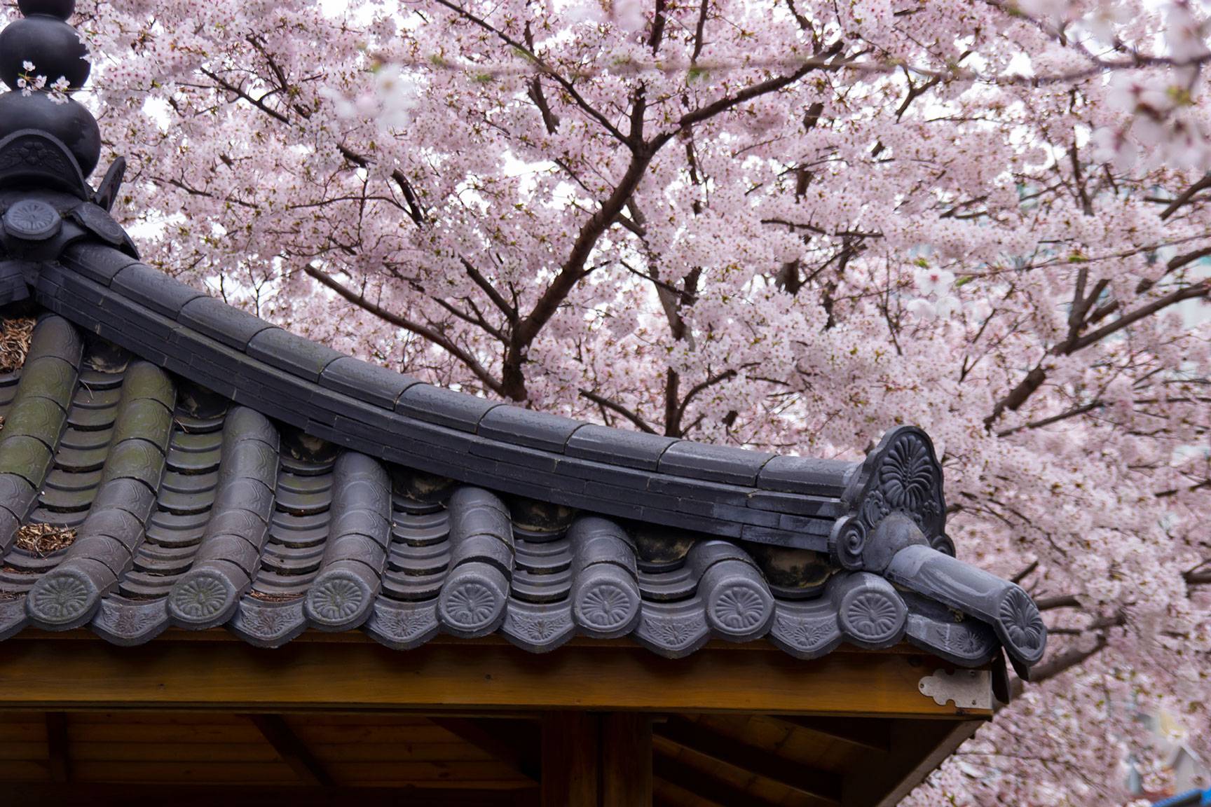 cherry-blossoms-and-korean-architecture-KYD932Ya