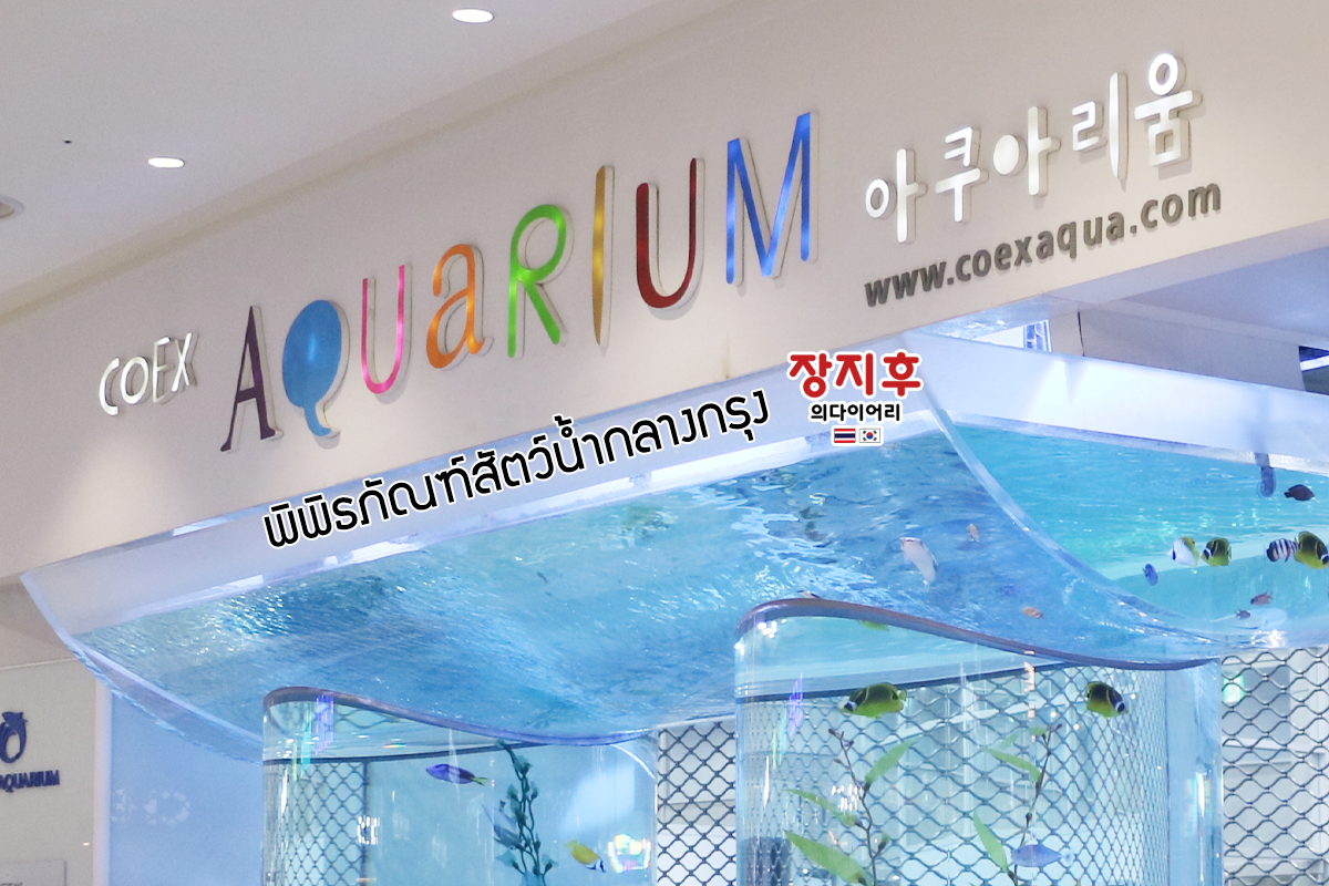COEX Aquarium (코엑스 아쿠아리움) พิพิธภัณฑ์สัตว์น้ำ