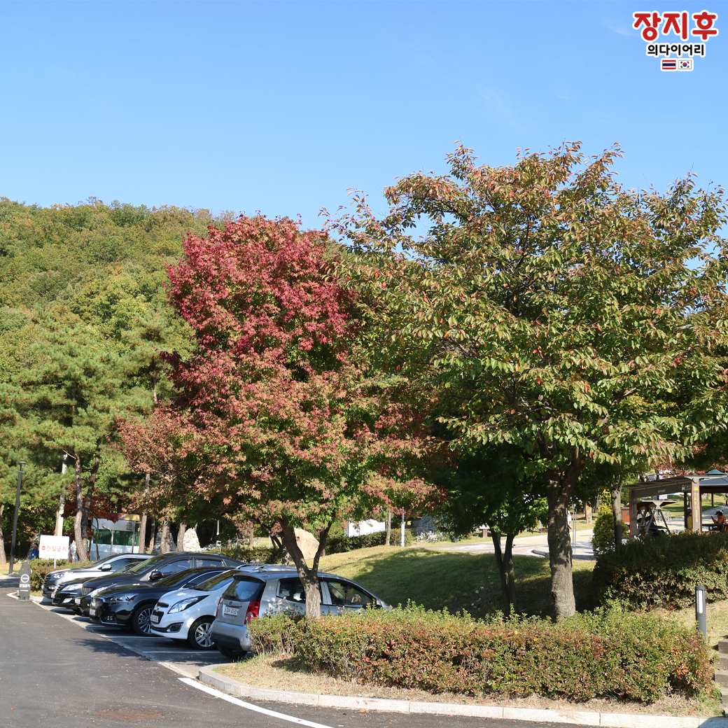 ใบไม้เปลี่ยนสี เกาหลี หุบเขาศิลปะโพชอน Pocheon Art Valley (포천아트밸리)