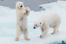 สัตว์ขั้วโลก Arctic Animal