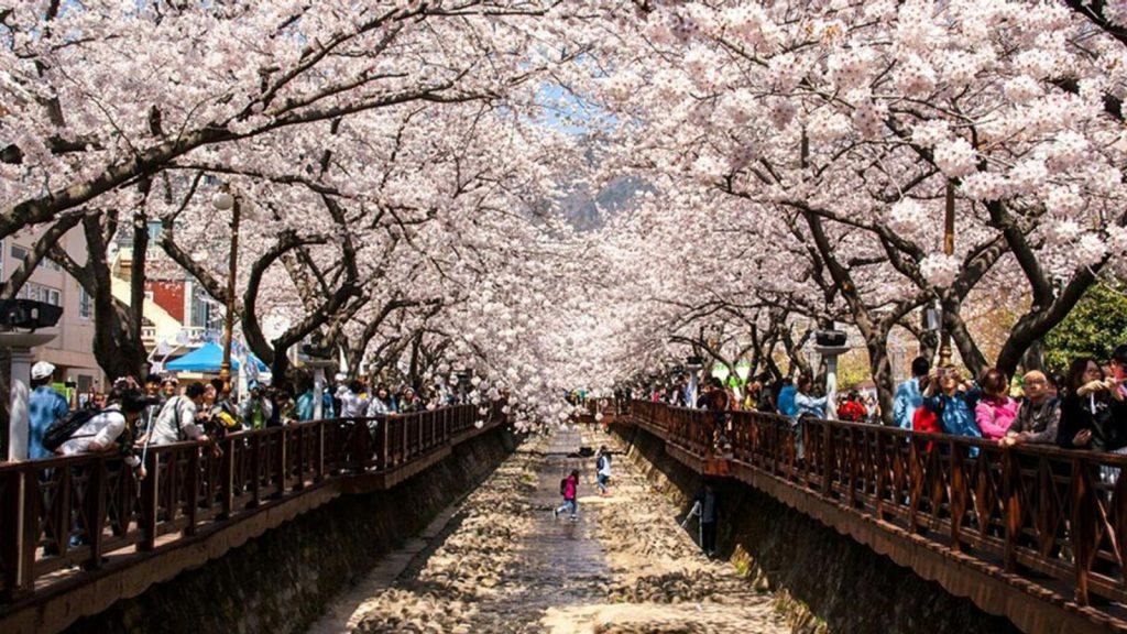 เทศกาลชมดอกซากุระบานที่จินแฮ Jinhae Cherry Blossom Festival (진해군항제)