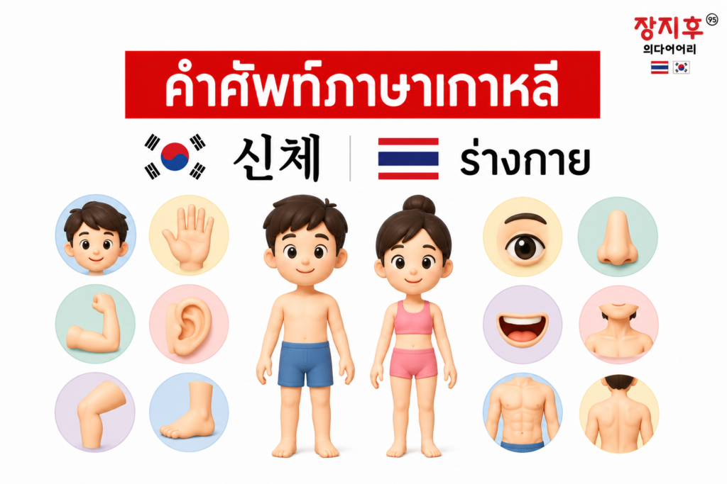 ร่างกาย ภาษาเกาหลี (신체) คำศัพท์ อวัยวะส่วนต่าง ๆ ในภาษาเกาหลี แปลว่าอะไร