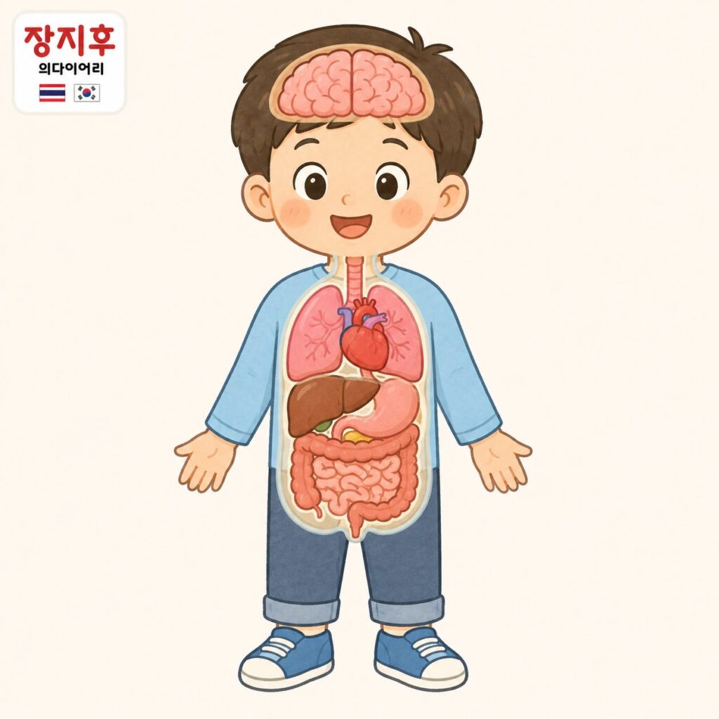 อวัยวะภายในในภาษาเกาหลี